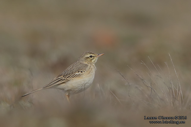 FÄLTPIPLÄRKA / TAWNY PIPT (Anthus campestris)