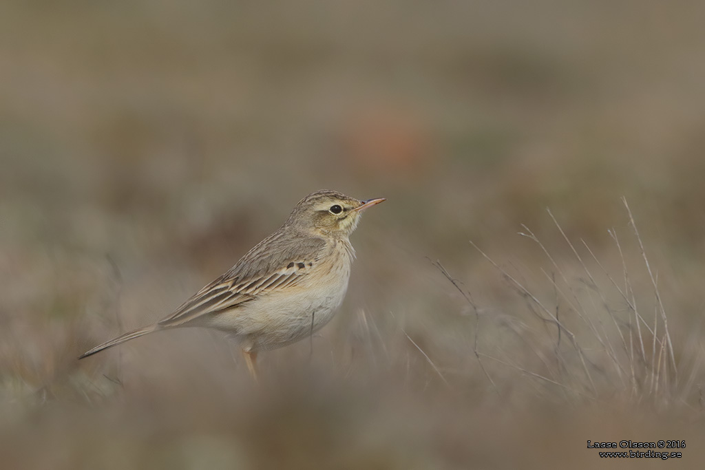 FLTPIPLRKA / TAWNY PIPT (Anthus campestris) - Stng / Close