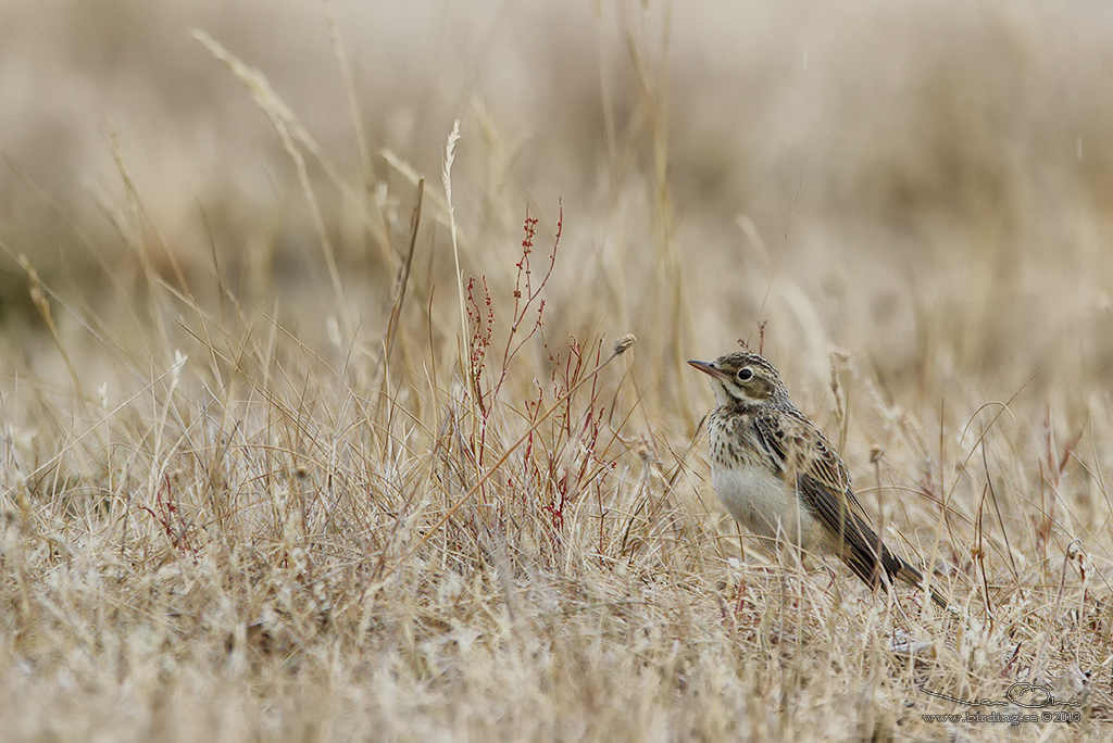 FLTPIPLRKA / TAWNY PIPT (Anthus campestris) - Stng / Close