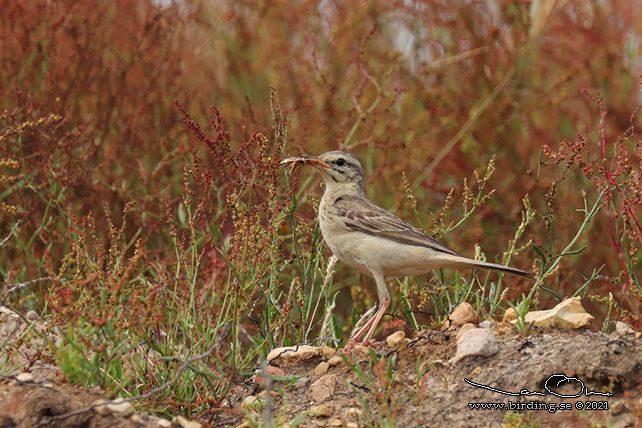 FÄLTPIPLÄRKA / TAWNY PIPT (Anthus campestris)