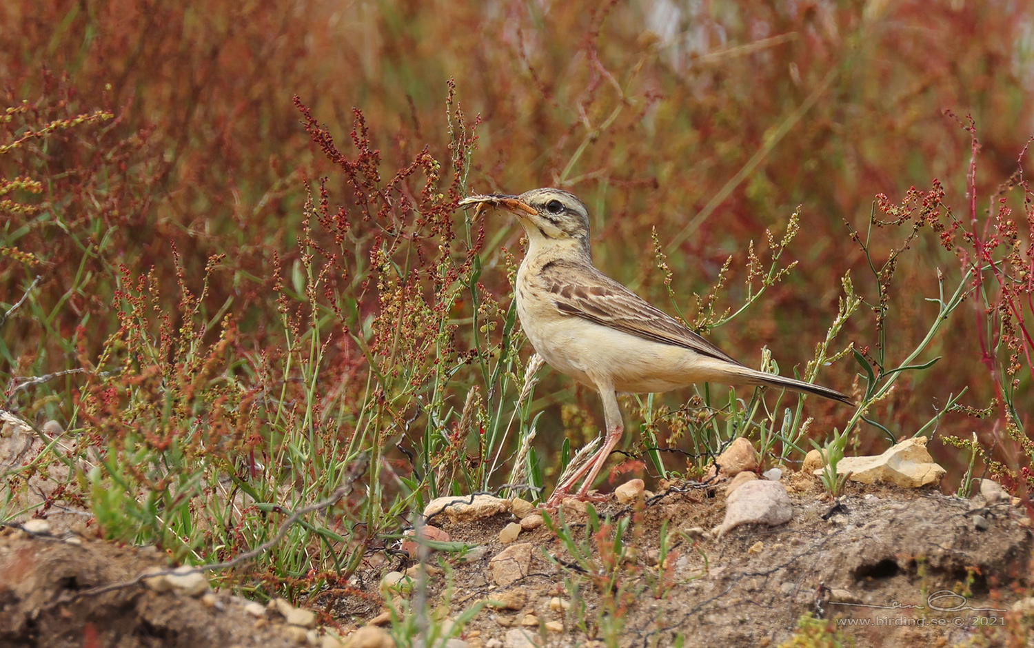 FLTPIPLRKA / TAWNY PIPT (Anthus campestris) - Stng / Close
