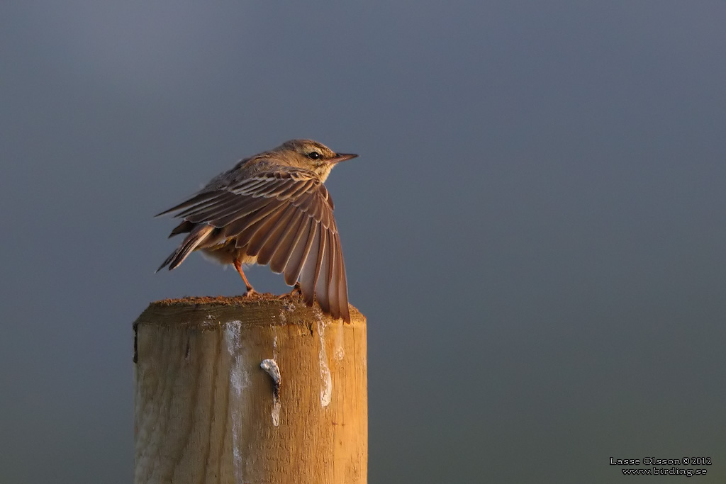 FLTPIPLRKA / TAWNY PIPT (Anthus campestris) - Stng / Close