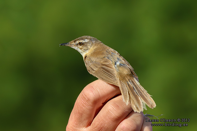 FLTSNGARE / PADDYFIELD WARBLER (Acrocephalus agricola)