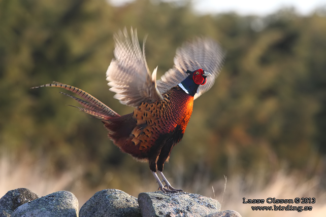 FASAN / COMMON PHEASANT (Phasianus colchicus) - stor bild / full size