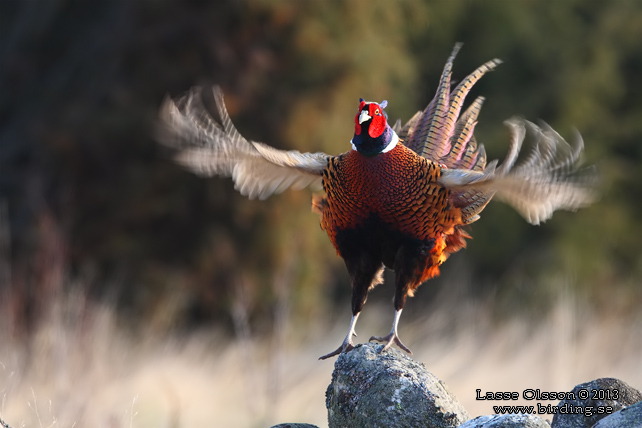 FASAN / COMMON PHEASANT (Phasianus colchicus) - stor bild / full size