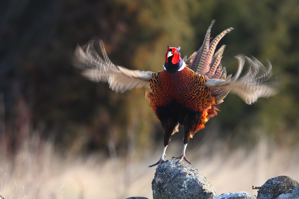 FASAN / COMMON PHEASANT (Phasianus colchicus) - Stng / Close