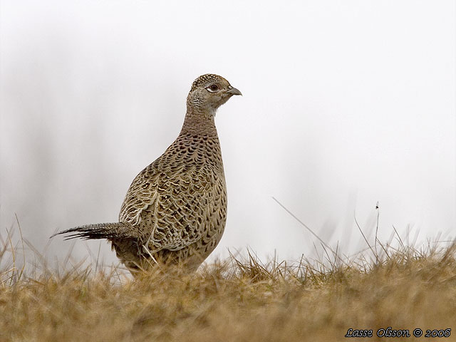 FASAN / COMMON PHEASANT (Phasianus colchicus) - hona/female