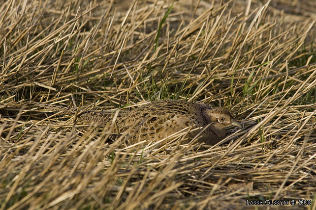 FASAN / COMMON PHEASANT (Phasianus colchicus) - stor bild / full size