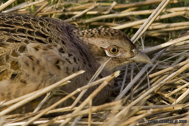 FASAN / COMMON PHEASANT (Phasianus colchicus) - stor bild / full size