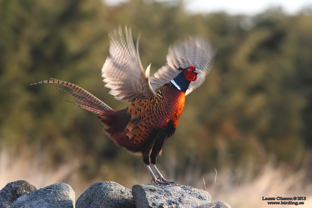 FASAN / COMMON PHEASANT (Phasianus colchicus) - Stng / Close