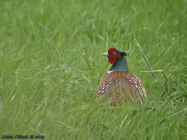 FASAN / COMMON PHEASANT (Phasianus colchicus) - stor bild / full size