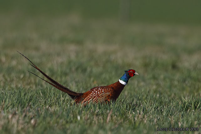 FASAN / COMMON PHEASANT (Phasianus colchicus) - stor bild / full size