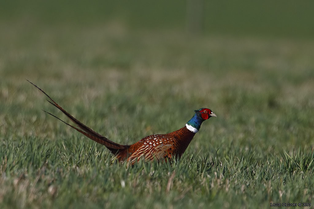 FASAN / COMMON PHEASANT (Phasianus colchicus) - Stng / Close