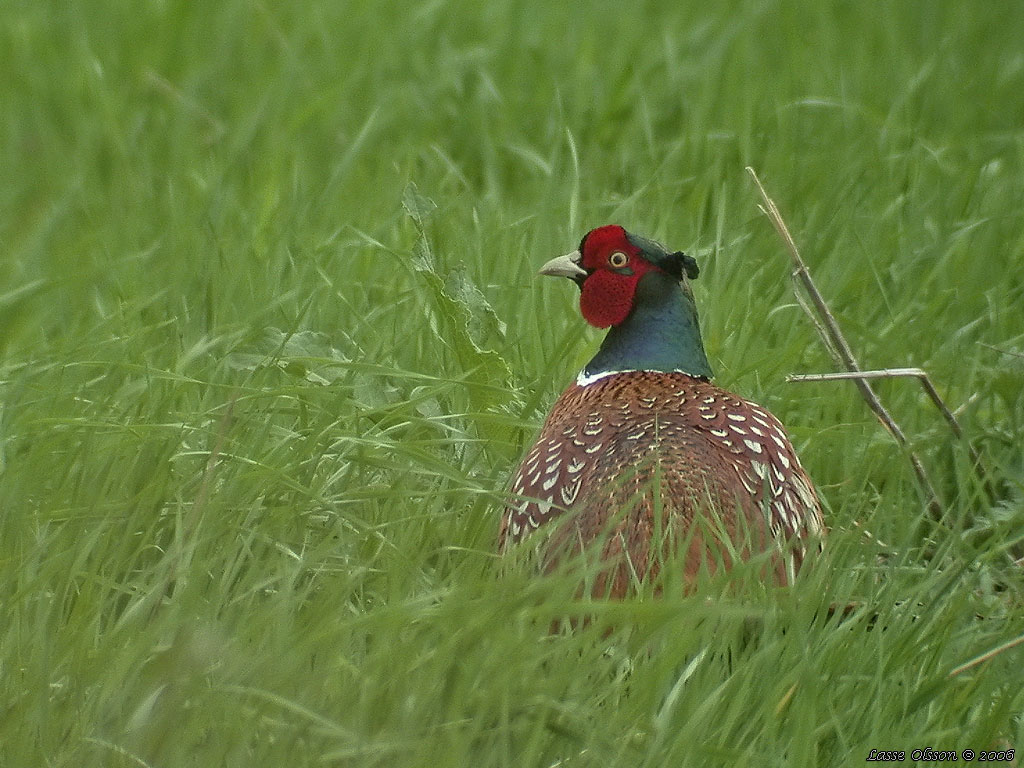 FASAN / PHEASANT (Phasianus colchicus) - Stng / Close