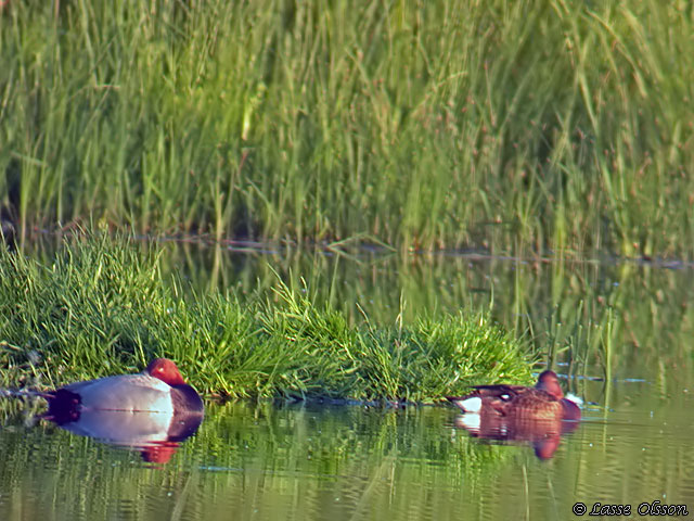 VITGD DYKAND / FERRUGINOUS DUCK (Aythya nyroca)