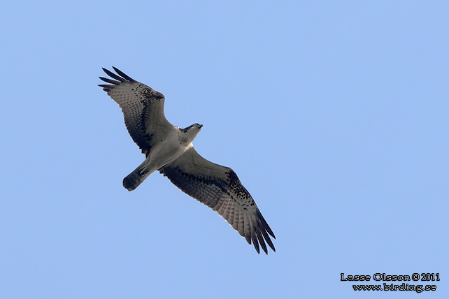 FISKGJUSE / WESTERN OSPREY (Pandion haliaetus) - STOR BILD / FULL SIZE