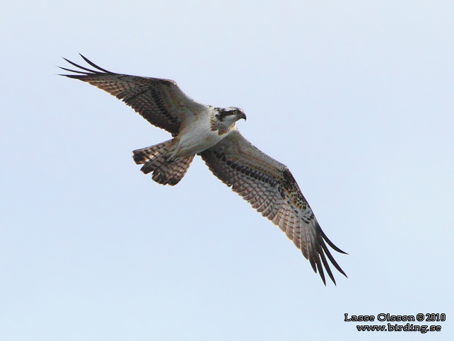 FISKGJUSE / WESTERN OSPREY (Pandion haliaetus) - STOR BILD / FULL SIZE