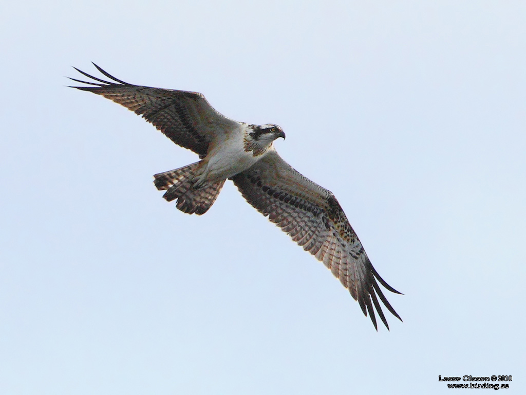 FISKGJUSE / WESTERN OSPREY (Pandion haliaetus) - Stäng / Close