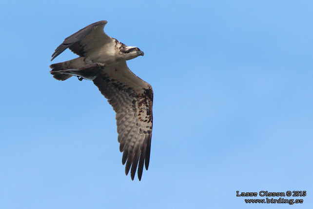 FISKGJUSE / WESTERN OSPREY (Pandion haliaetus) - STOR BILD / FULL SIZE