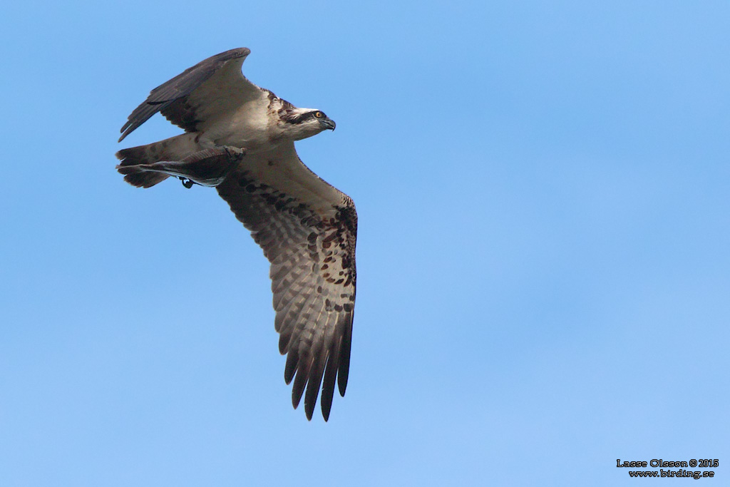 FISKGJUSE / WESTERN OSPREY (Pandion haliaetus) - Stäng / Close