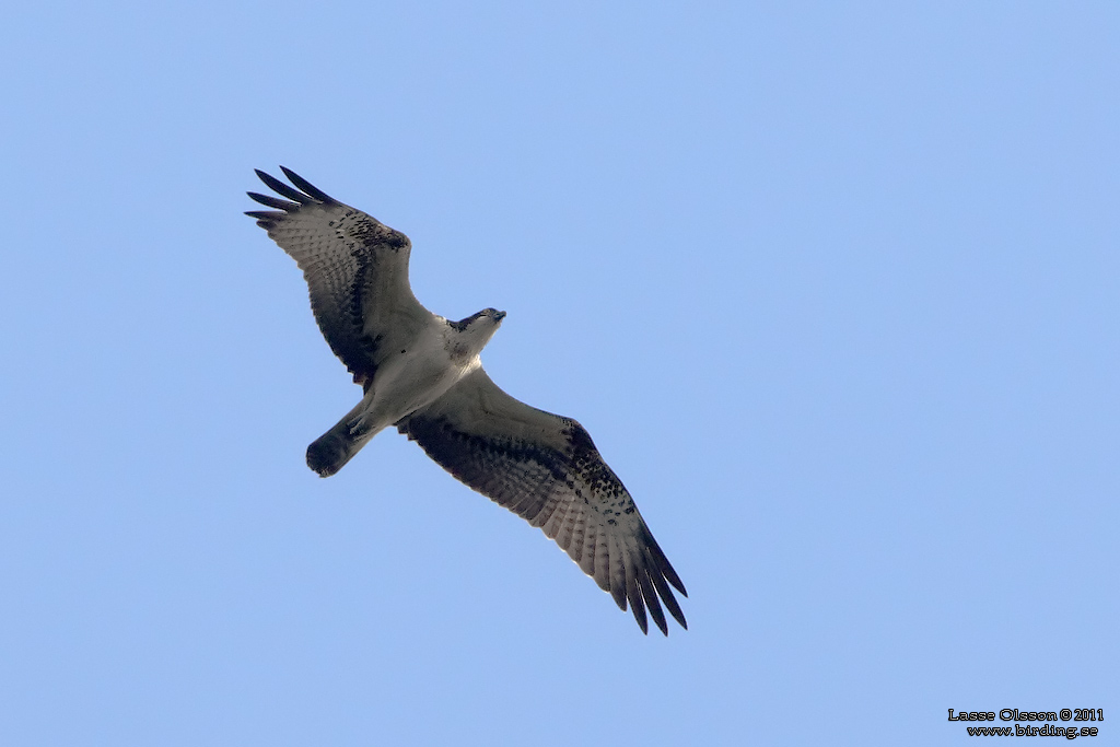 FISKGJUSE / WESTERN OSPREY (Pandion haliaetus) - Stäng / Close