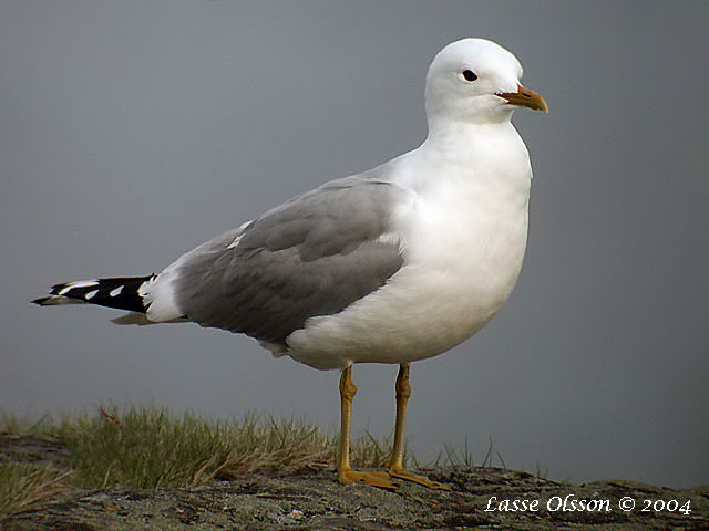 FISKMS / MEW GULL (Larus canus)