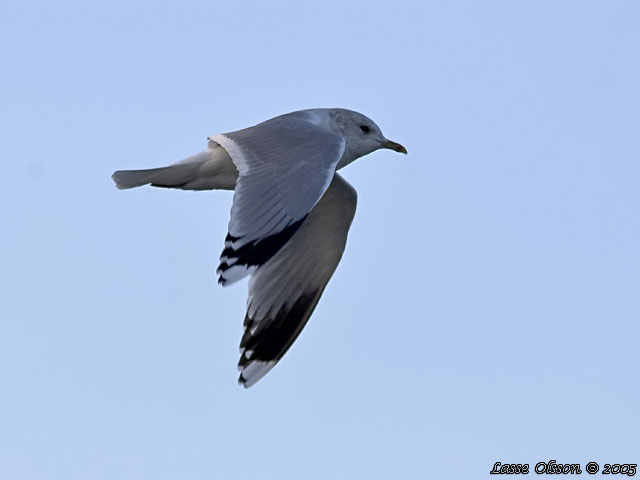 FISKMS / MEW GULL (Larus canus)