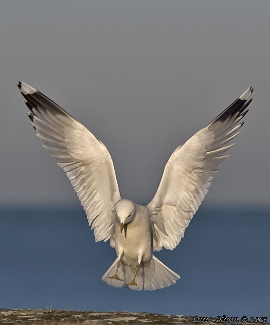 FISKMS / MEW GULL (Larus canus)