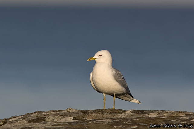 FISKMS / MEW GULL (Larus canus)