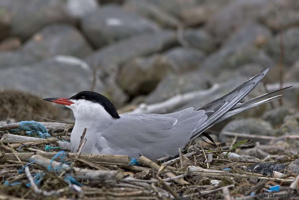 FISKTRNA / COMMON TERN (Sterna hirundo) - Stng / Close