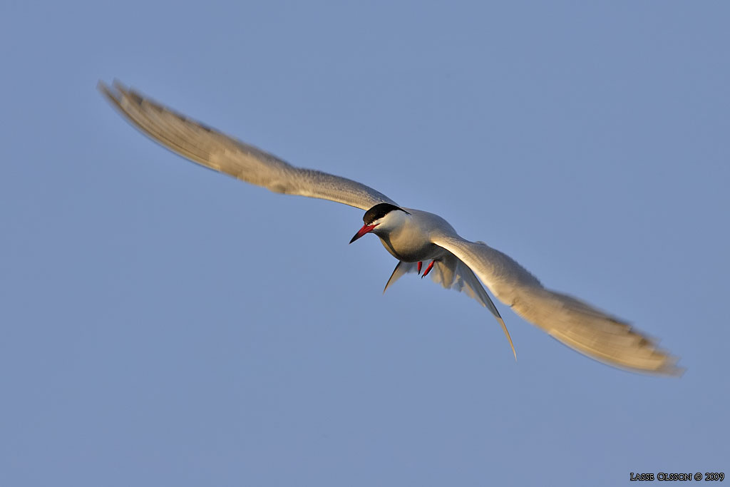 FISKTRNA / COMMON TERN (Sterna hirundo) - Stng / Close