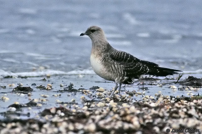 FJLLABB / LONG-TAILED JAEGER (Stercocarius longipennis)