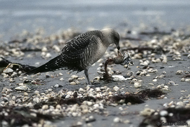 FJLLABB / LONG-TAILED JAEGER (Stercocarius longipennis)