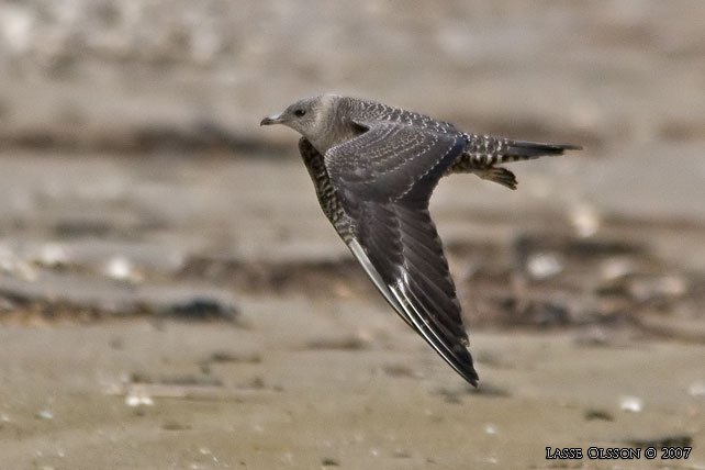 FJLLABB / LONG-TAILED JAEGER (Stercorarius longipennis) - stor bild / full size