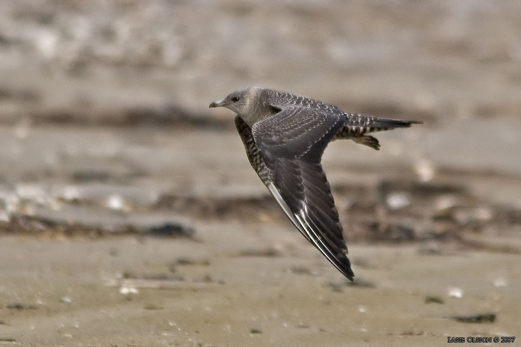 FJLLABB / LONG-TAILED JAEGER (Stercocarius longipennis) - Stng / Close