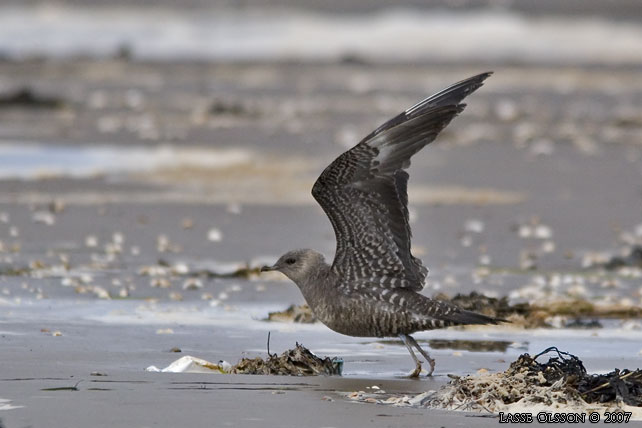 FJLLABB / LONG-TAILED JAEGER (Stercorarius longipennis) - stor bild / full size