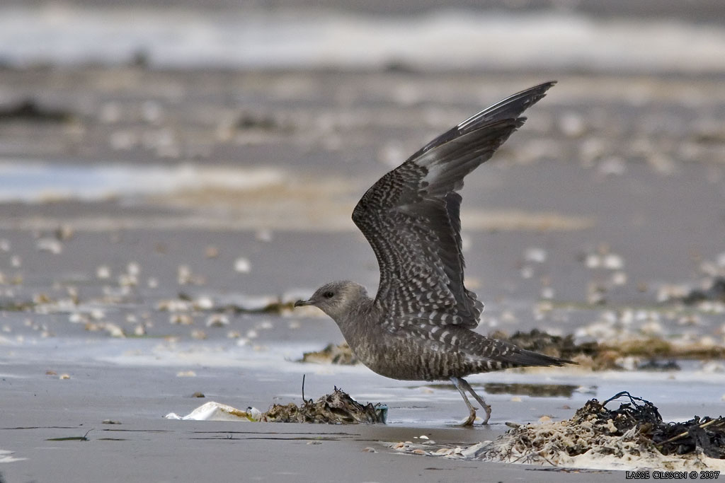 FJLLABB / LONG-TAILED JAEGER (Stercocarius longipennis) - Stng / Close