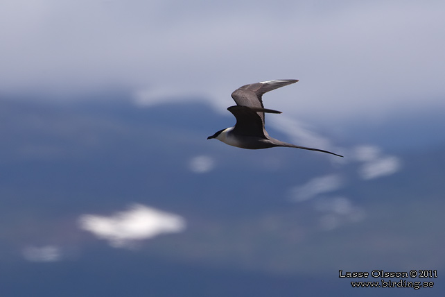 FJÄLLABB / LONG-TAILED JAEGER (Stercorarius longipennis) - stor bild / full size