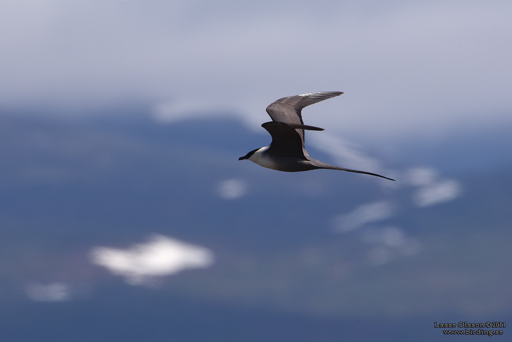 FJLLABB / LONG-TAILED JAEGER (Stercocarius longipennis) - Stng / Close