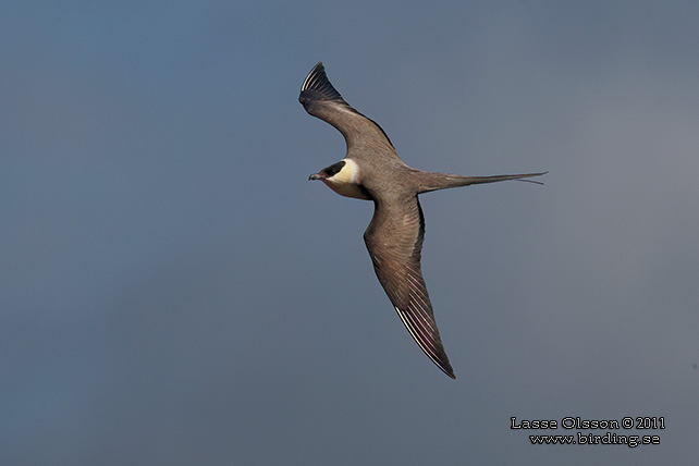 FJÄLLABB / LONG-TAILED JAEGER (Stercorarius longipennis) - stor bild / full size