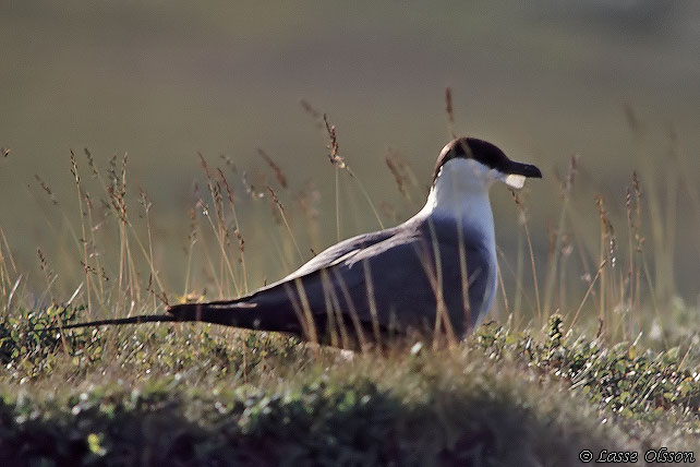 FJLLABB / LONG-TAILED JAEGER (Stercocarius longipennis)