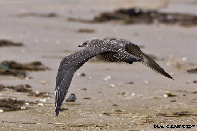 FJLLABB / LONG-TAILED JAEGER (Stercorarius longipennis) - stor bild / full size