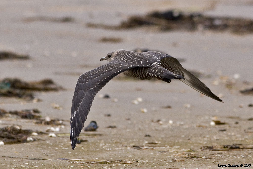 FJLLABB / LONG-TAILED JAEGER (Stercocarius longipennis) - Stng / Close