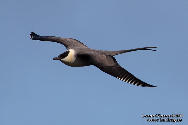 FJÄLLABB / LONG-TAILED JAEGER (Stercorarius longipennis) - stor bild / full size