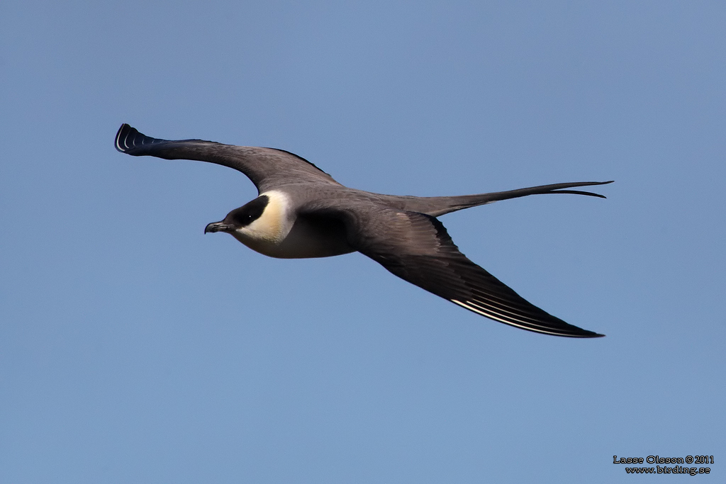 FJLLABB / LONG-TAILED JAEGER (Stercocarius longipennis) - Stng / Close