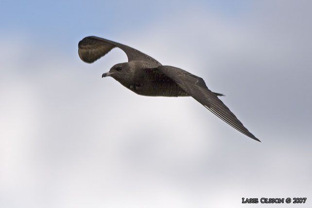 FJLLABB / LONG-TAILED JAEGER (Stercorarius longipennis) - stor bild / full size