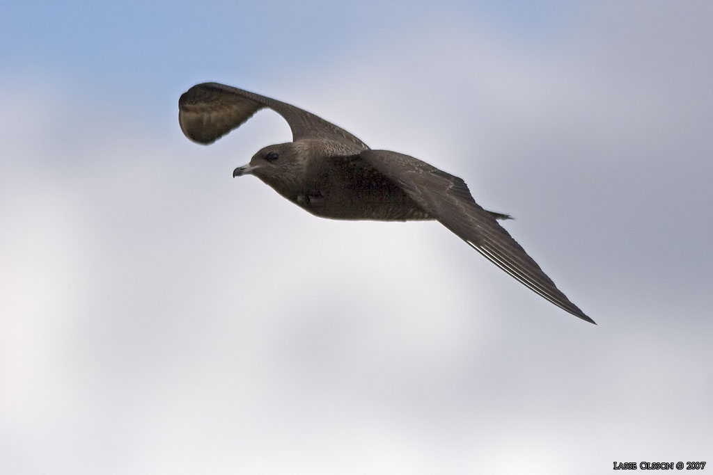 FJLLABB / LONG-TAILED JAEGER (Stercocarius longipennis) - Stng / Close