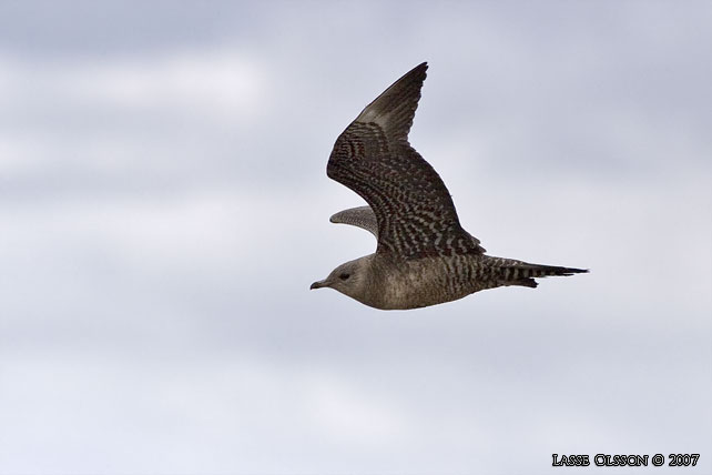 FJLLABB / LONG-TAILED JAEGER (Stercorarius longipennis) - stor bild / full size