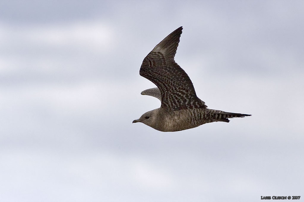 FJLLABB / LONG-TAILED JAEGER (Stercocarius longipennis) - Stng / Close