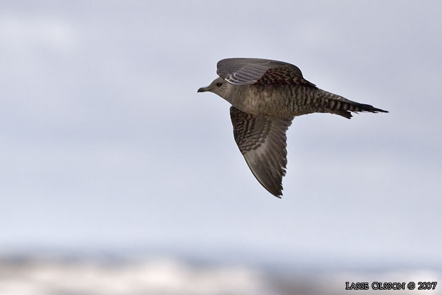 FJLLABB / LONG-TAILED JAEGER (Stercorarius longipennis) - stor bild / full size